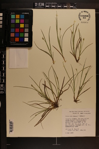 Carex willdenowii image