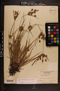 Cyperus retrorsus image