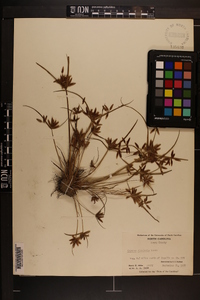 Cyperus bipartitus image