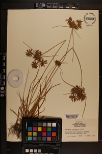 Cyperus bipartitus image