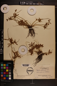 Cyperus bipartitus image