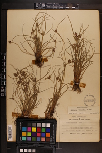 Cyperus bipartitus image