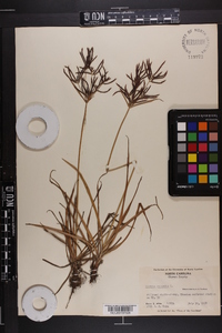 Cyperus rotundus image