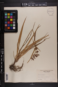 Cyperus rotundus image