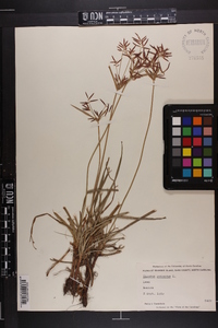 Cyperus rotundus image