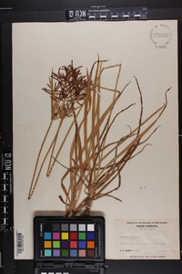 Cyperus rotundus image