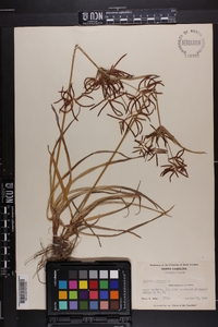 Cyperus rotundus image