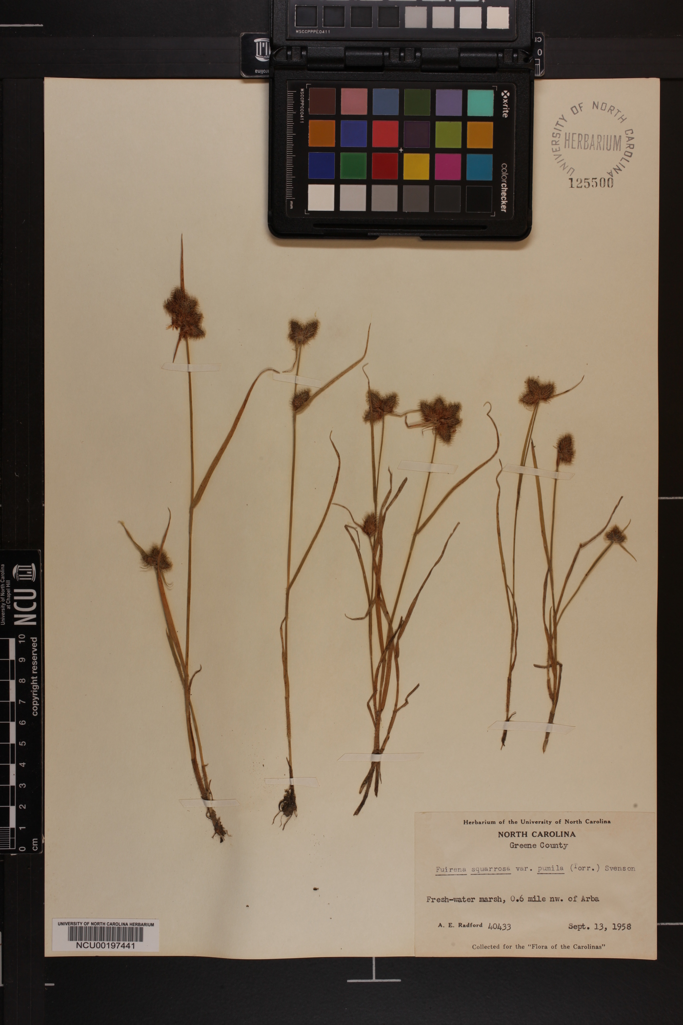 Fuirena squarrosa var. pumila image