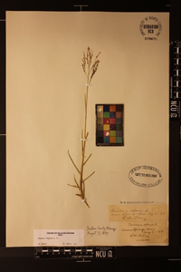 Panicum repens image