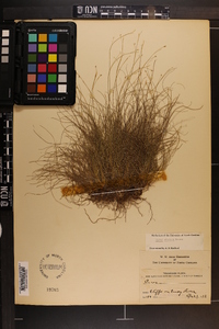 Carex eburnea image