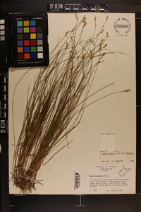 Carex echinata image