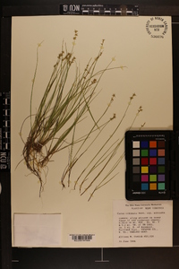 Carex echinata image