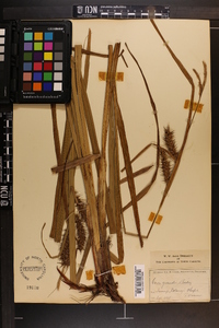 Carex gigantea image