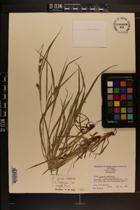 Carex grisea image