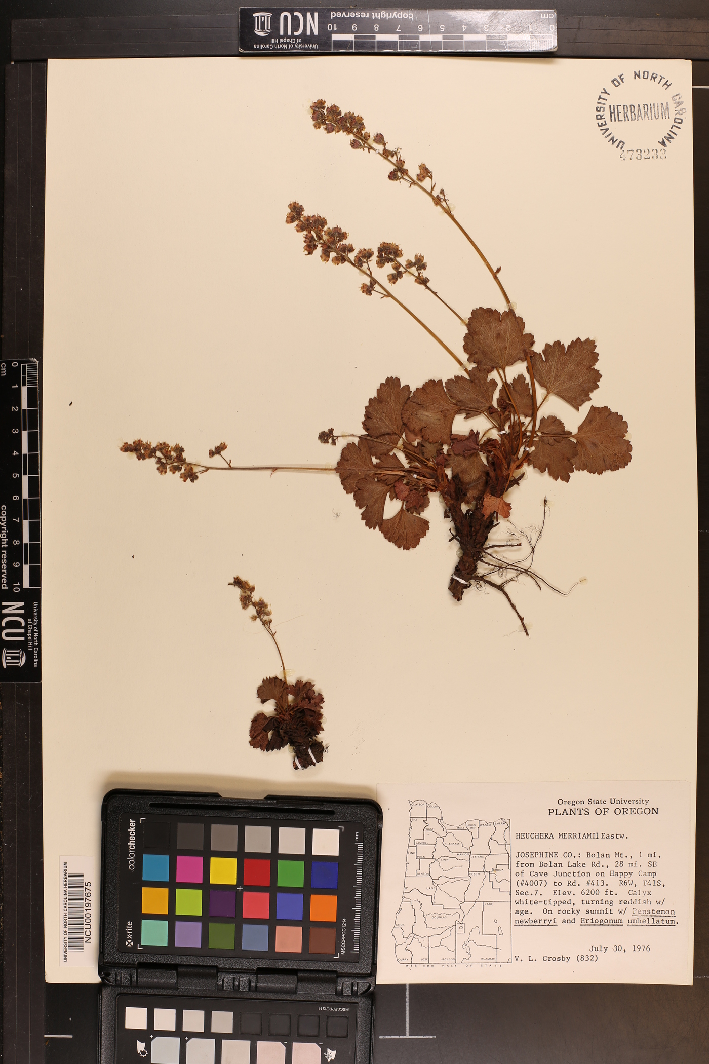 Heuchera merriamii image