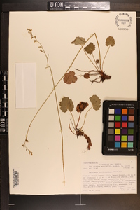 Heuchera novomexicana image