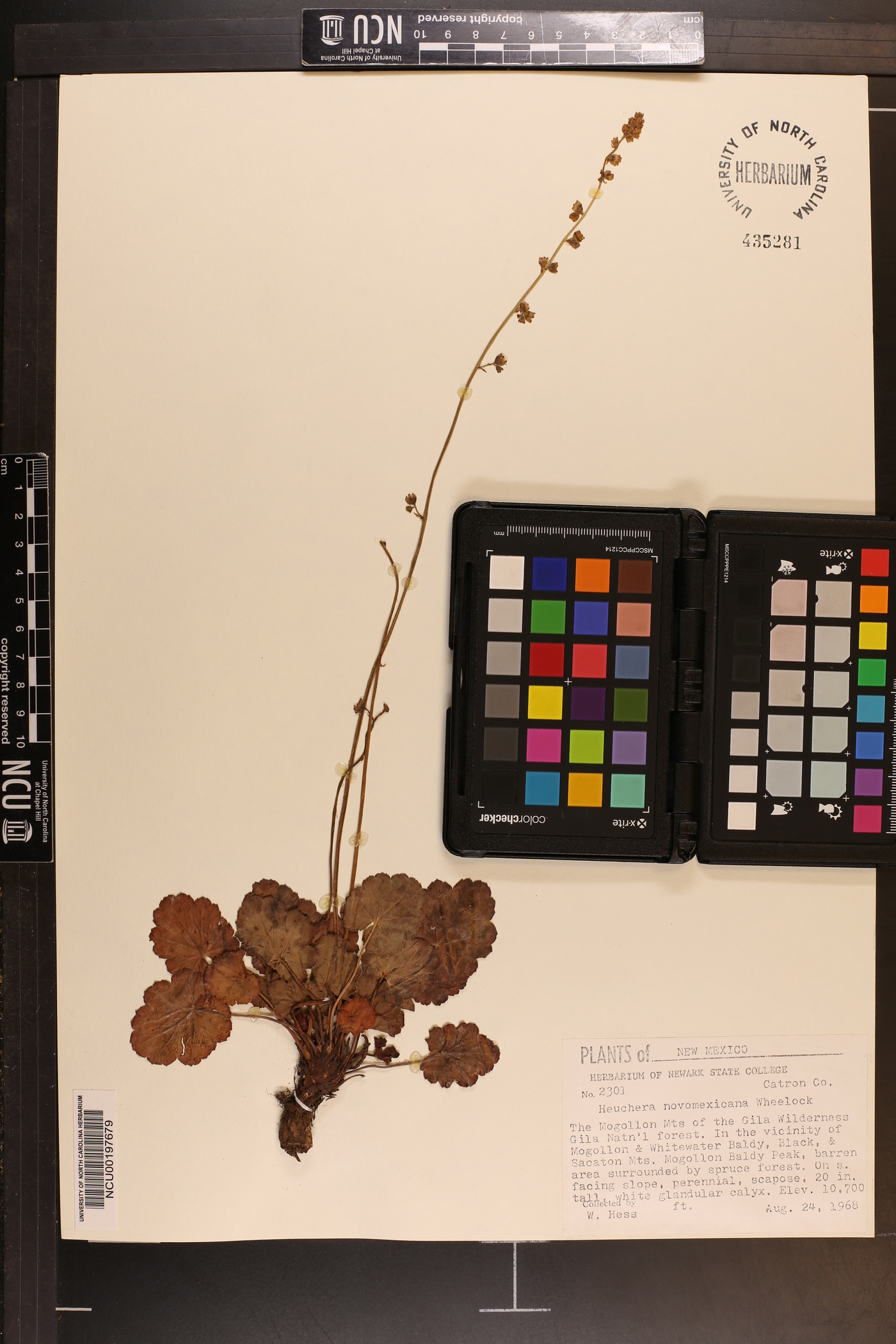 Heuchera novomexicana image