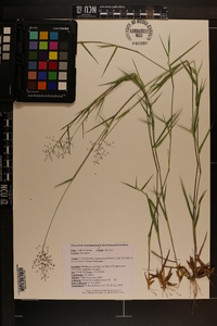 Dichanthelium acuminatum subsp. longiligulatum image