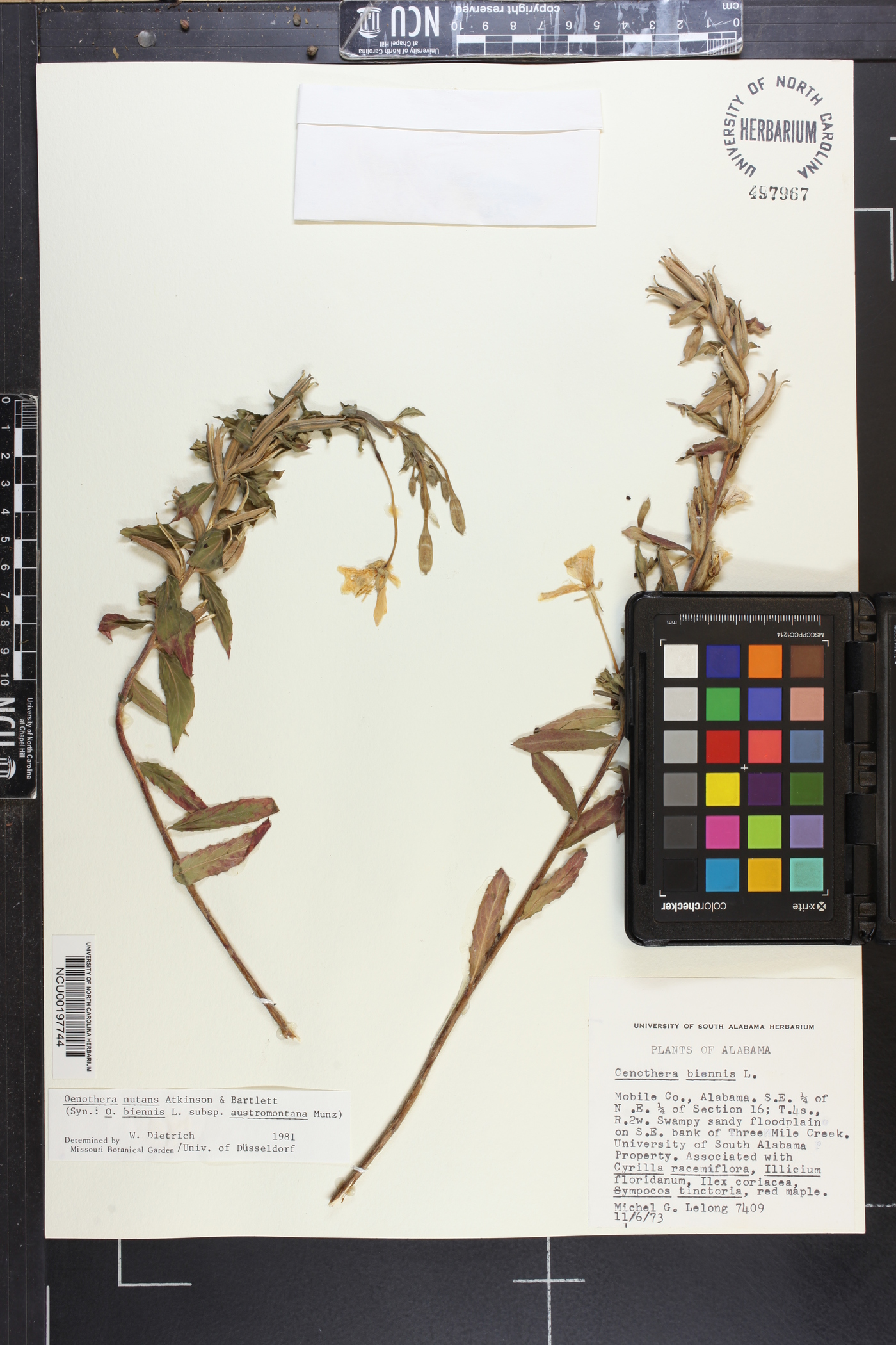 Oenothera nutans image