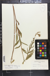 Oenothera nutans image