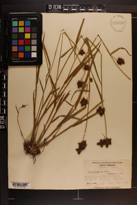 Fuirena squarrosa image