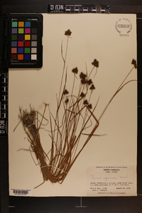 Fuirena squarrosa image