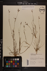 Rhynchospora globularis var. globularis image