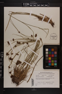 Rhynchospora globularis image