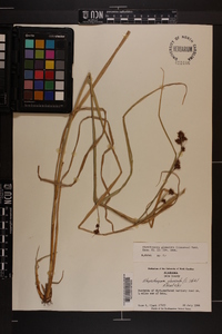 Rhynchospora glomerata image