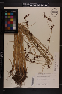 Rhynchospora glomerata image