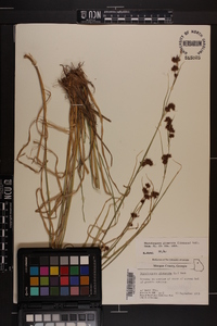 Rhynchospora glomerata image