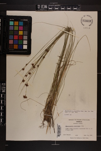 Rhynchospora gracilenta image