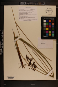 Juncus roemerianus image