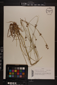 Rhynchospora harveyi image