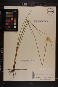 Rhynchospora latifolia image