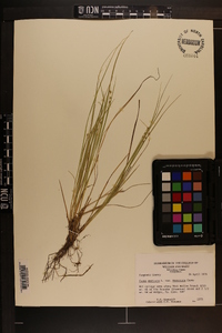 Carex muricata image