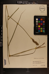 Carex muskingumensis image