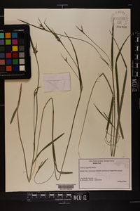 Scleria oligantha image