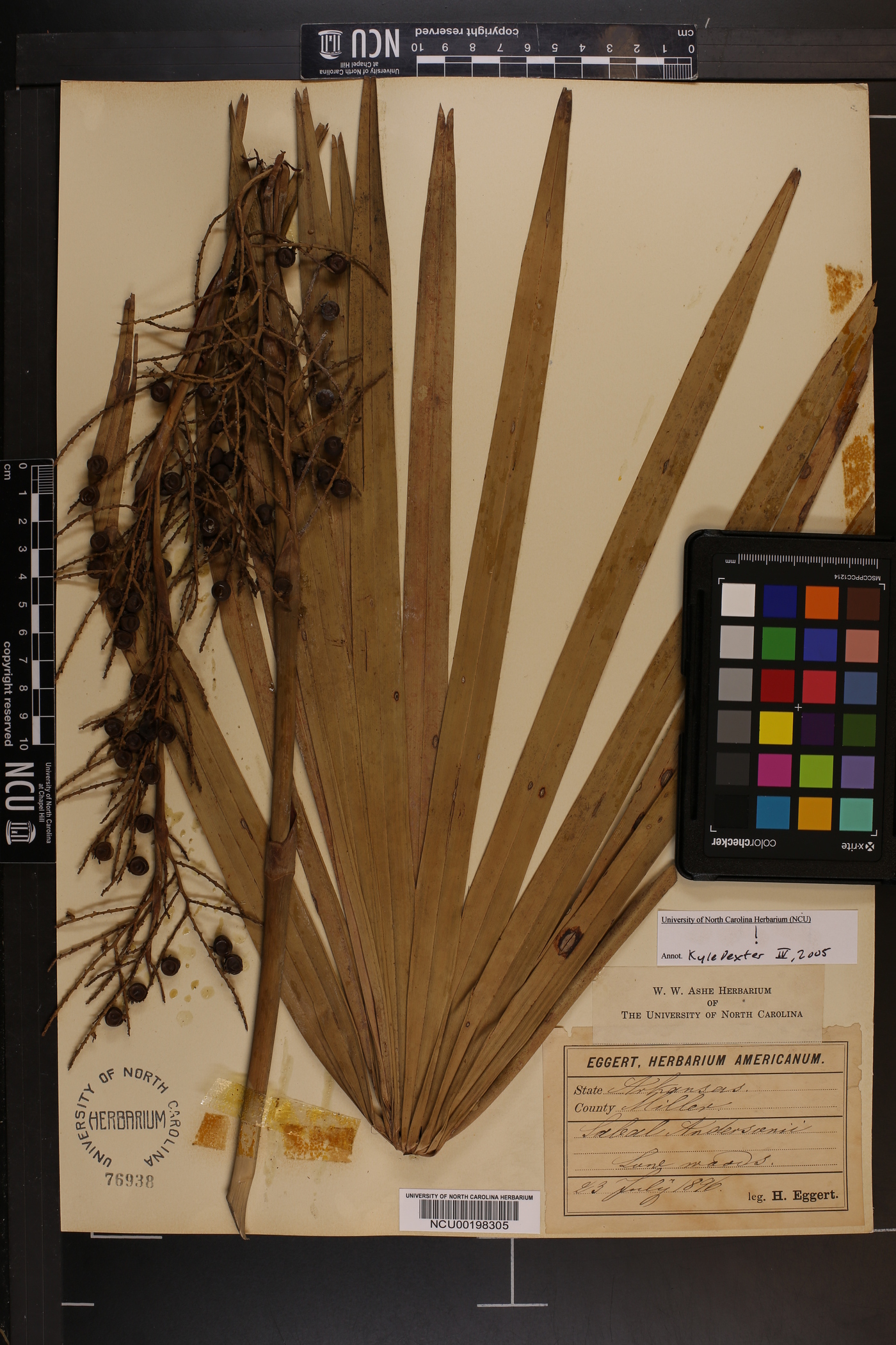 Sabal adansonii image