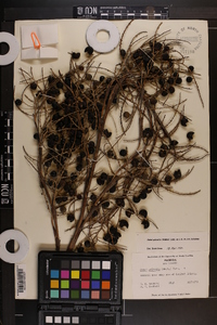 Sabal palmetto image