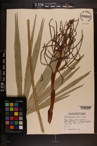 Serenoa repens image