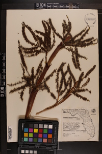 Serenoa repens image