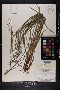 Scleria triglomerata image