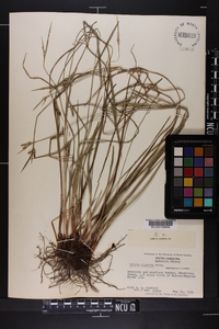 Scleria oligantha image