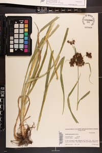 Scirpus georgianus image