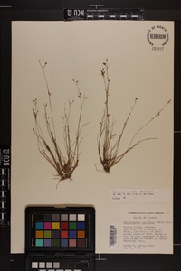 Rhynchospora rariflora image