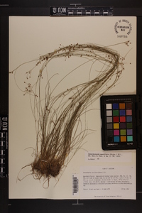 Rhynchospora rariflora image
