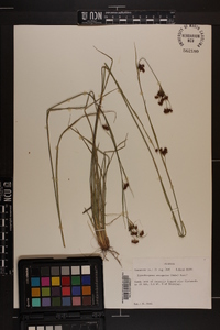 Rhynchospora recognita image