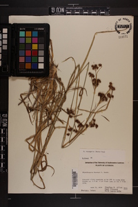 Rhynchospora recognita image