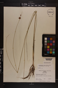 Rhynchospora tracyi image